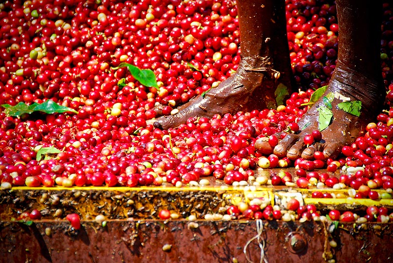 Yemen  Mokha Ismaili - Single Origin